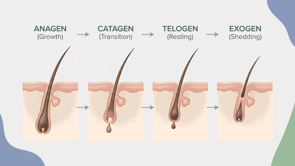 Hair follicle diagram showing the hair growth cycle phases