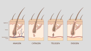 Hair follicle diagram showing the hair growth cycle phases